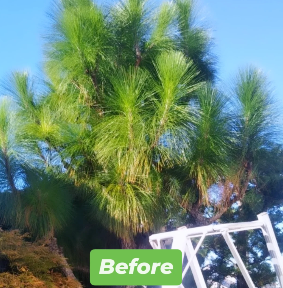 藤沢市鵠沼桜が岡 庭木剪定 バンザイガーデン施工例 施工前