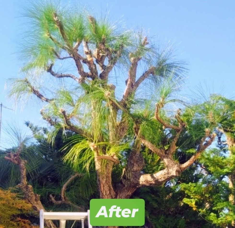 藤沢市鵠沼桜が岡 庭木剪定 バンザイガーデン施工例 施工後