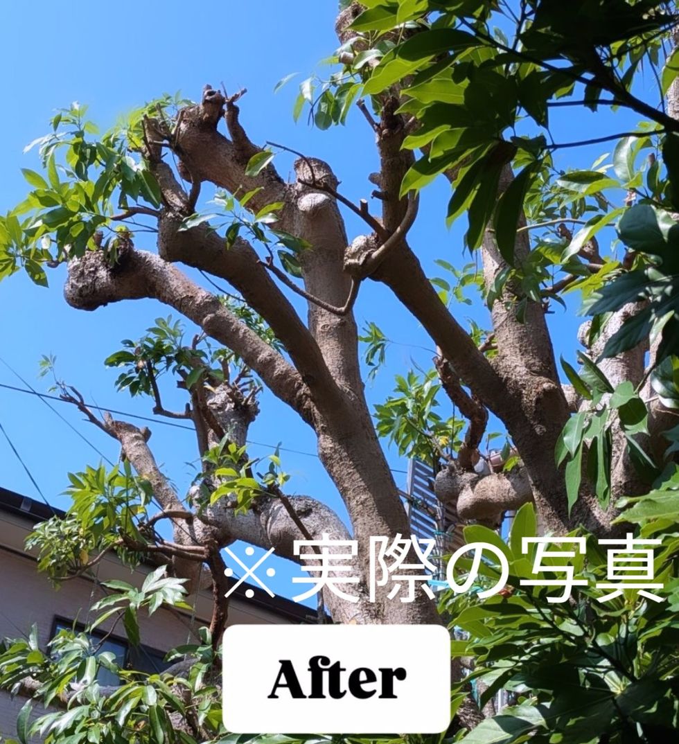 藤沢市本町の剪定後イメージ画