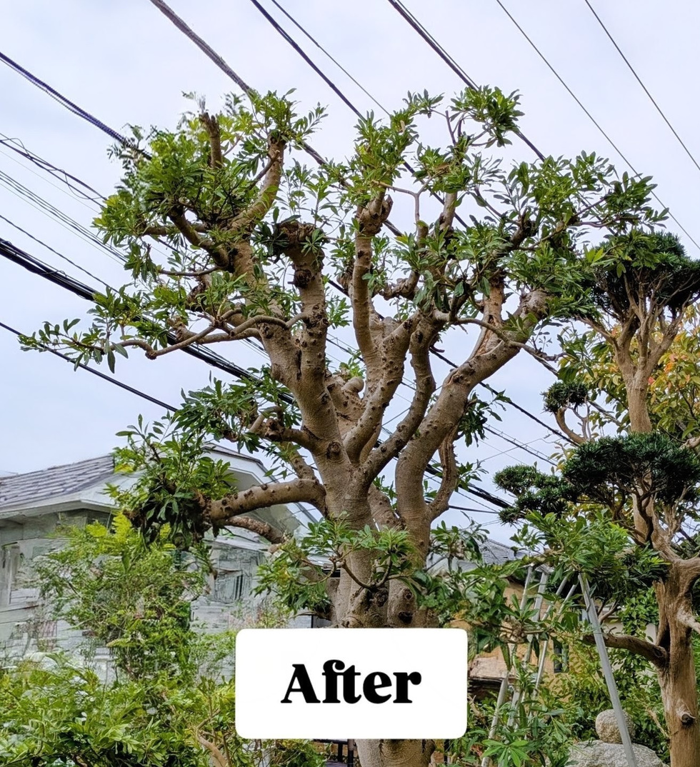 鎌倉市での剪定作業 剪定後写真