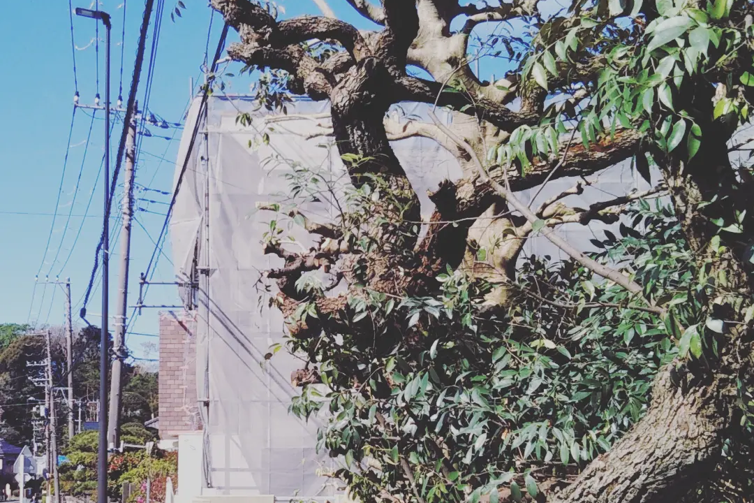 大磯町の庭で行った庭木剪定後