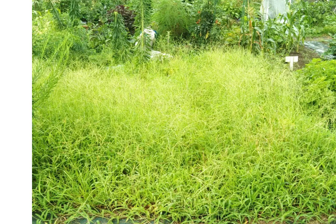 湘南の庭で行った草刈り作業前