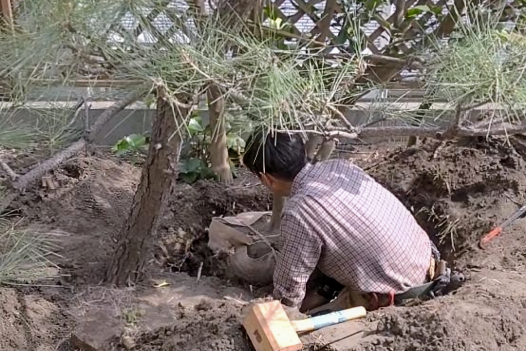 湘南の庭で行った植木を動かす作業
