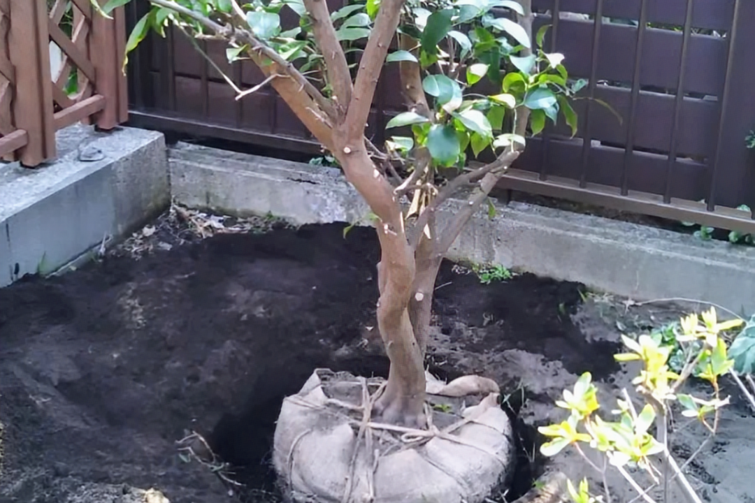 藤沢市の庭で行った植木の移植