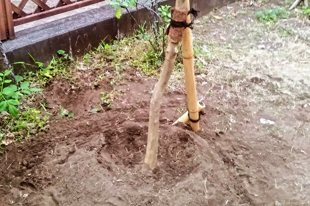 湘南の庭で行った植木の移植