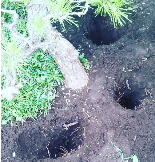 湘南の庭で行った植木の治療