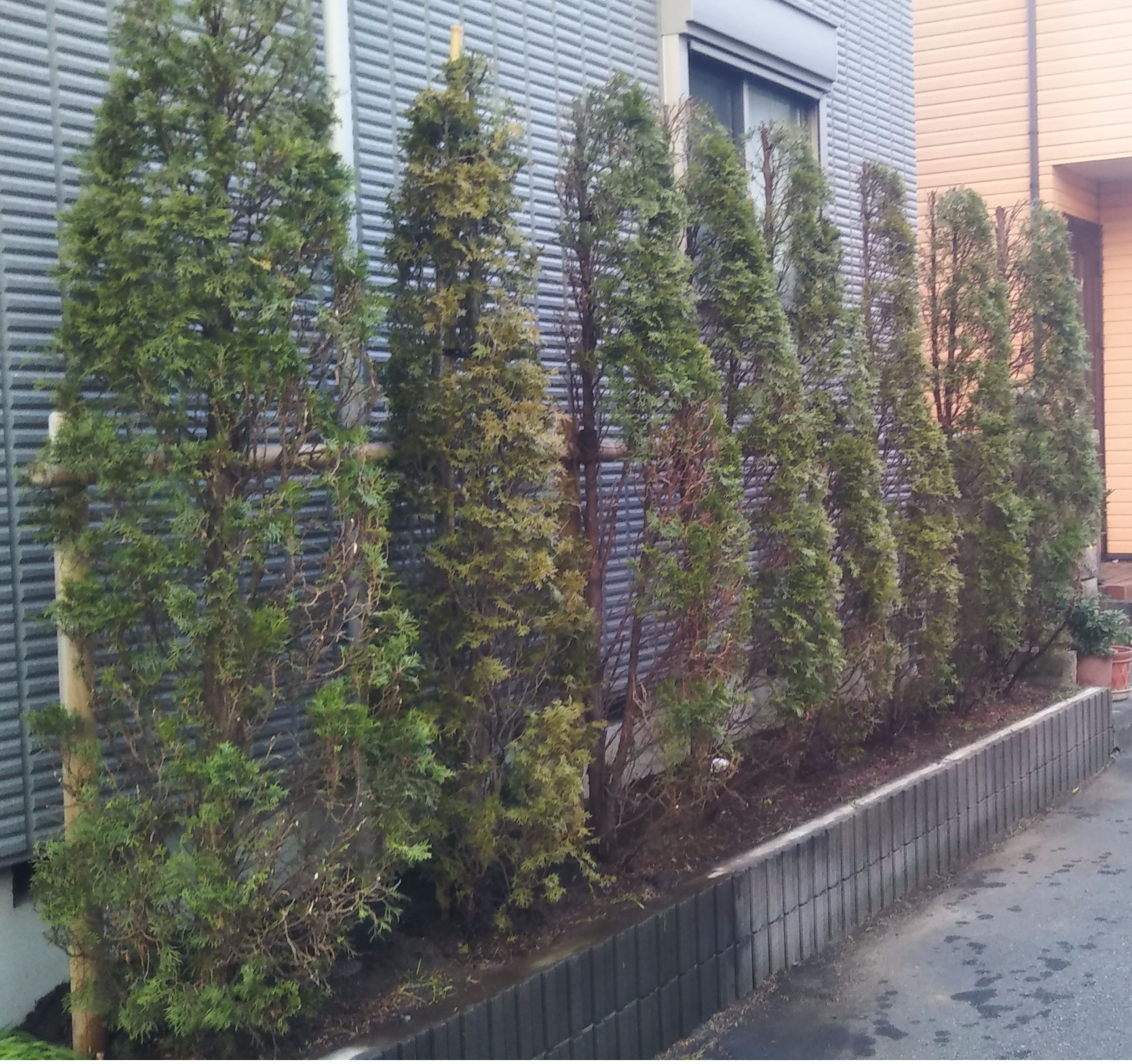 藤沢市の庭で行った庭木剪定植栽作業後