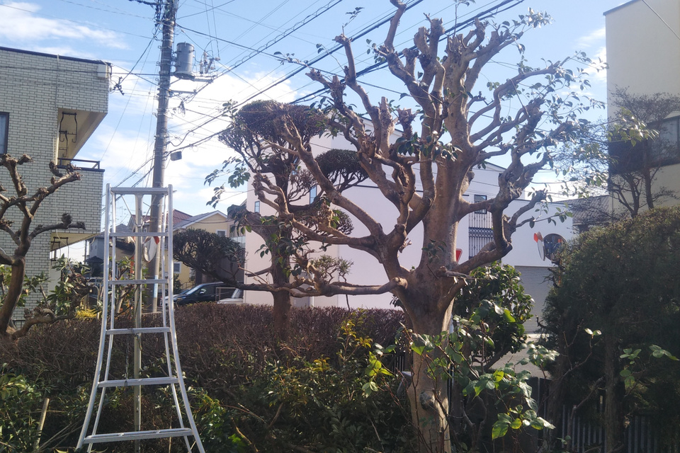 藤沢市の庭で行った庭木剪定作業後