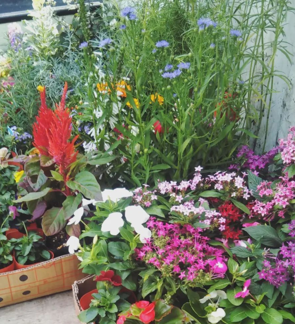 藤沢市の庭で行った花壇植栽