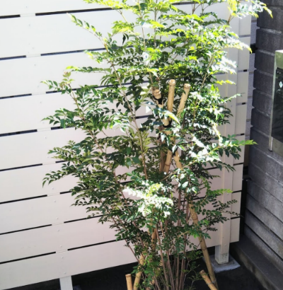 藤沢市の庭で行った植栽