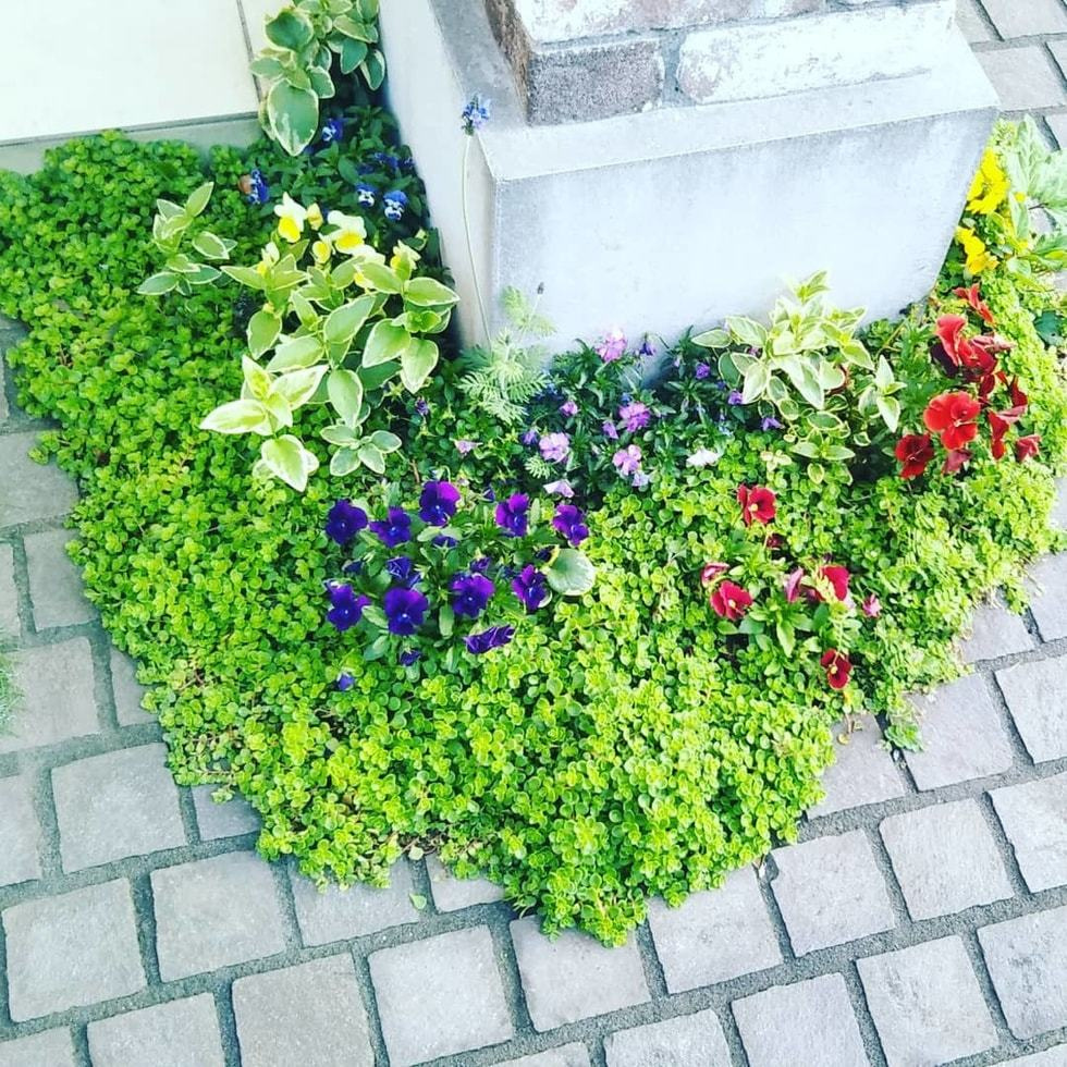 横浜市の庭で行った花壇植栽