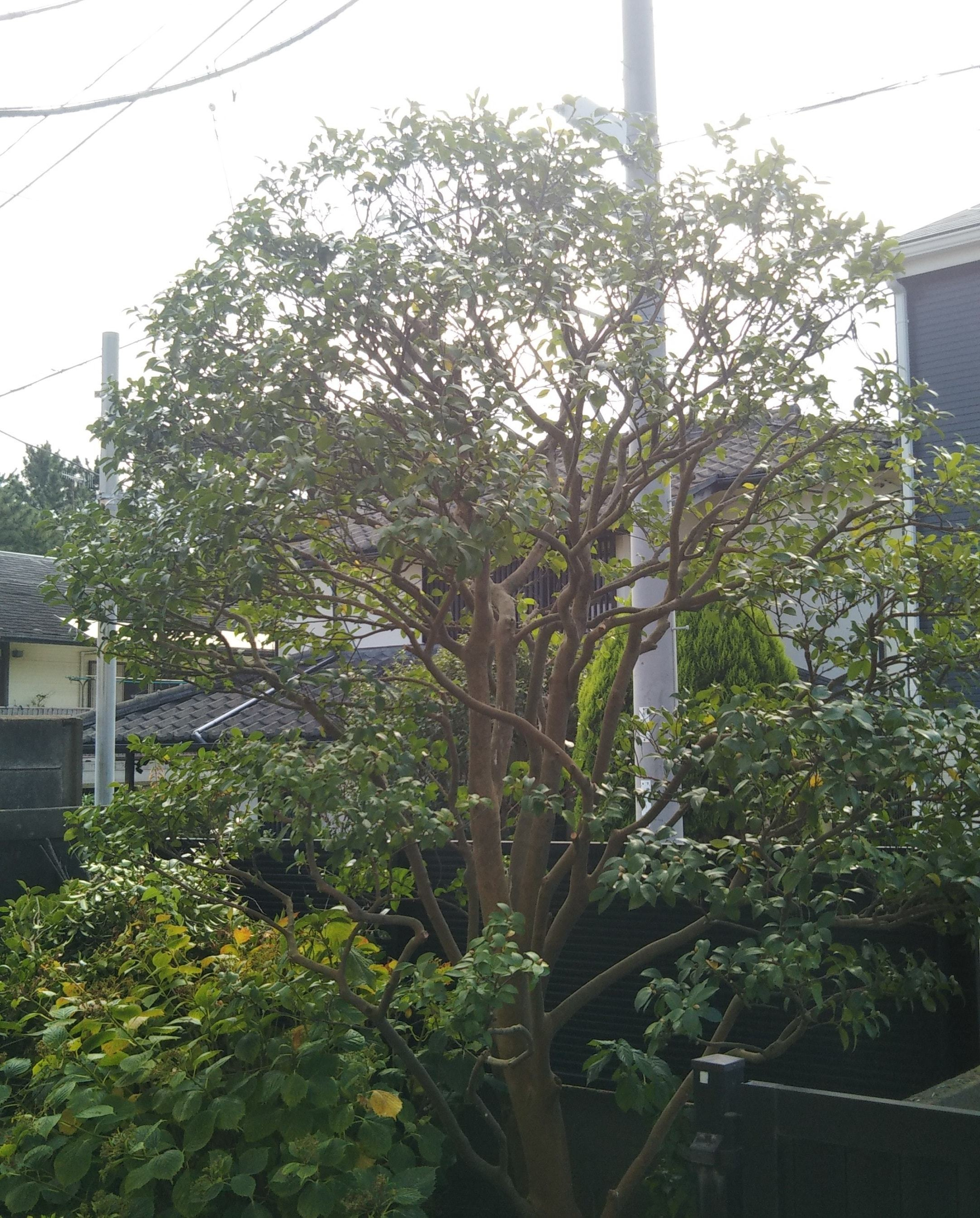藤沢市での庭木剪定後