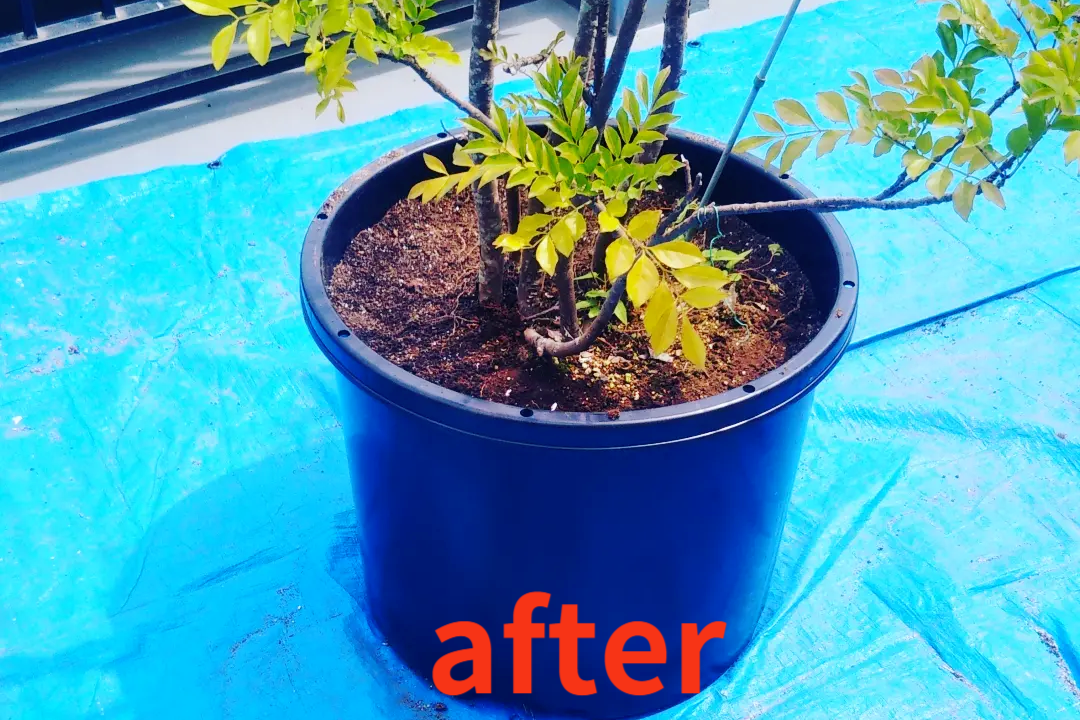 藤沢市の庭で行った鉢の植え替え作業