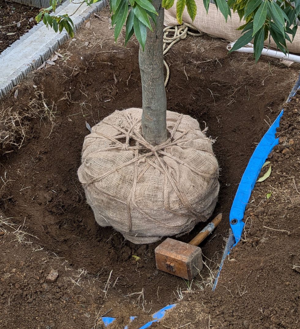 藤沢市の庭で行った移植作業