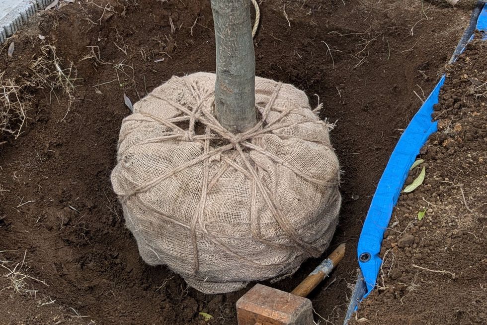 湘南の庭で行った植木を動かす作業