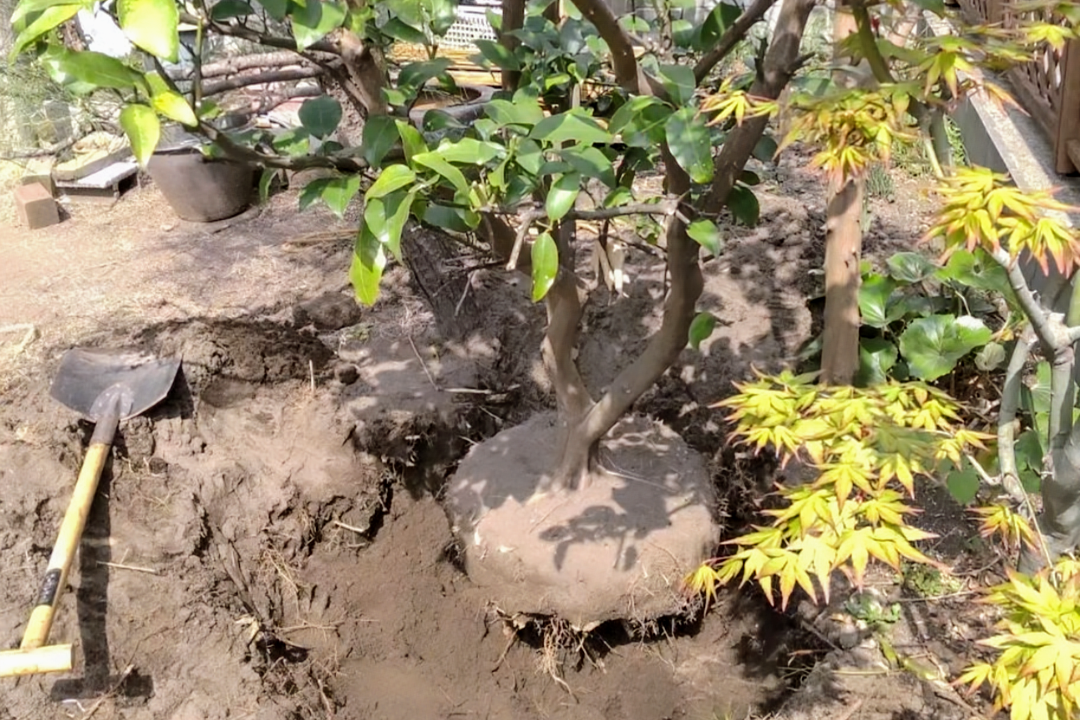 藤沢市の庭で行った植木を動かす作業