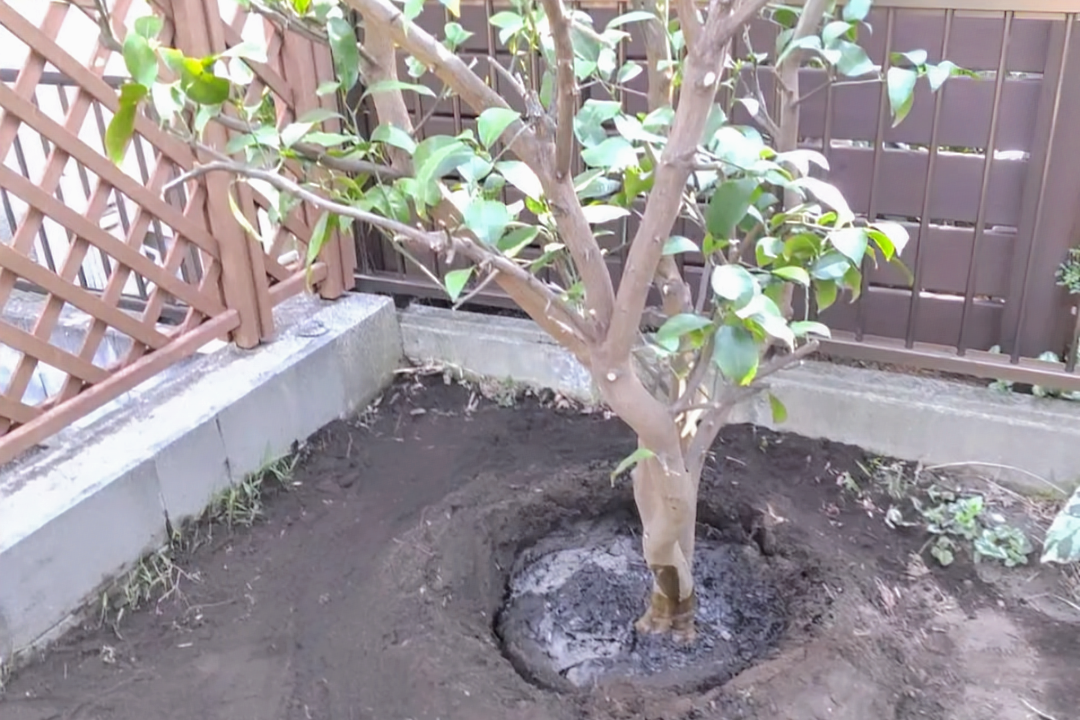 藤沢市の庭で行った植木の移植