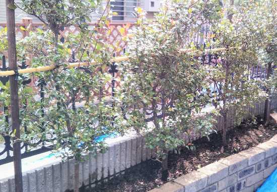 藤沢市の庭で行った植栽作業