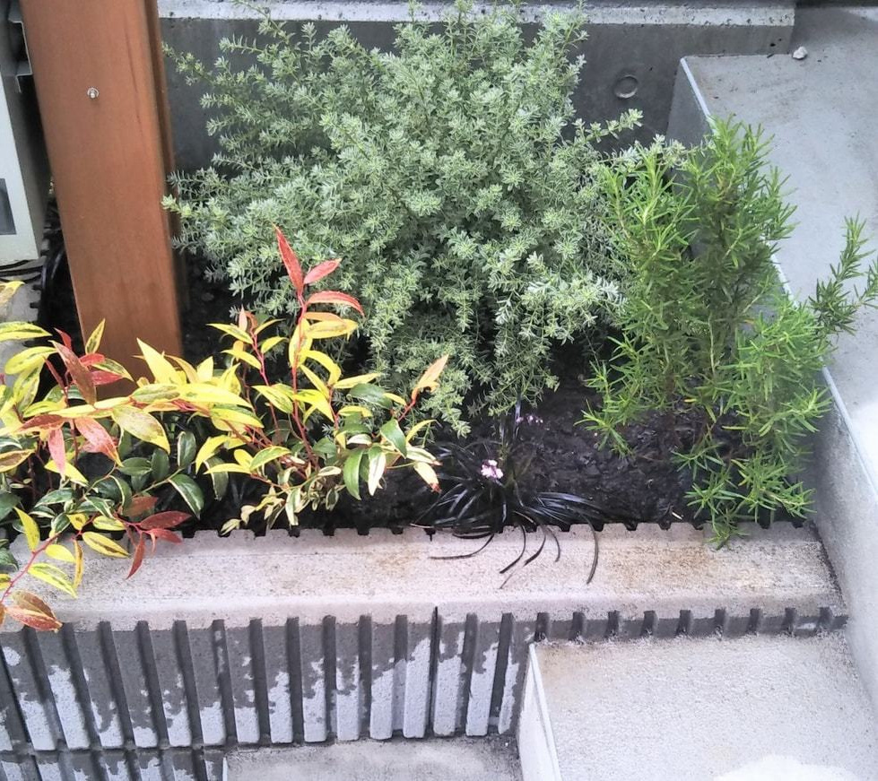 藤沢市の庭で行った植栽