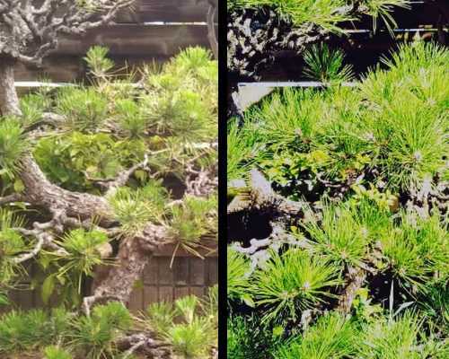 鎌倉市の庭で行った植木の治療