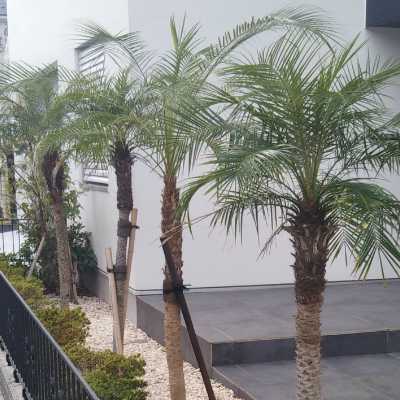 湘南の庭で行った植栽
