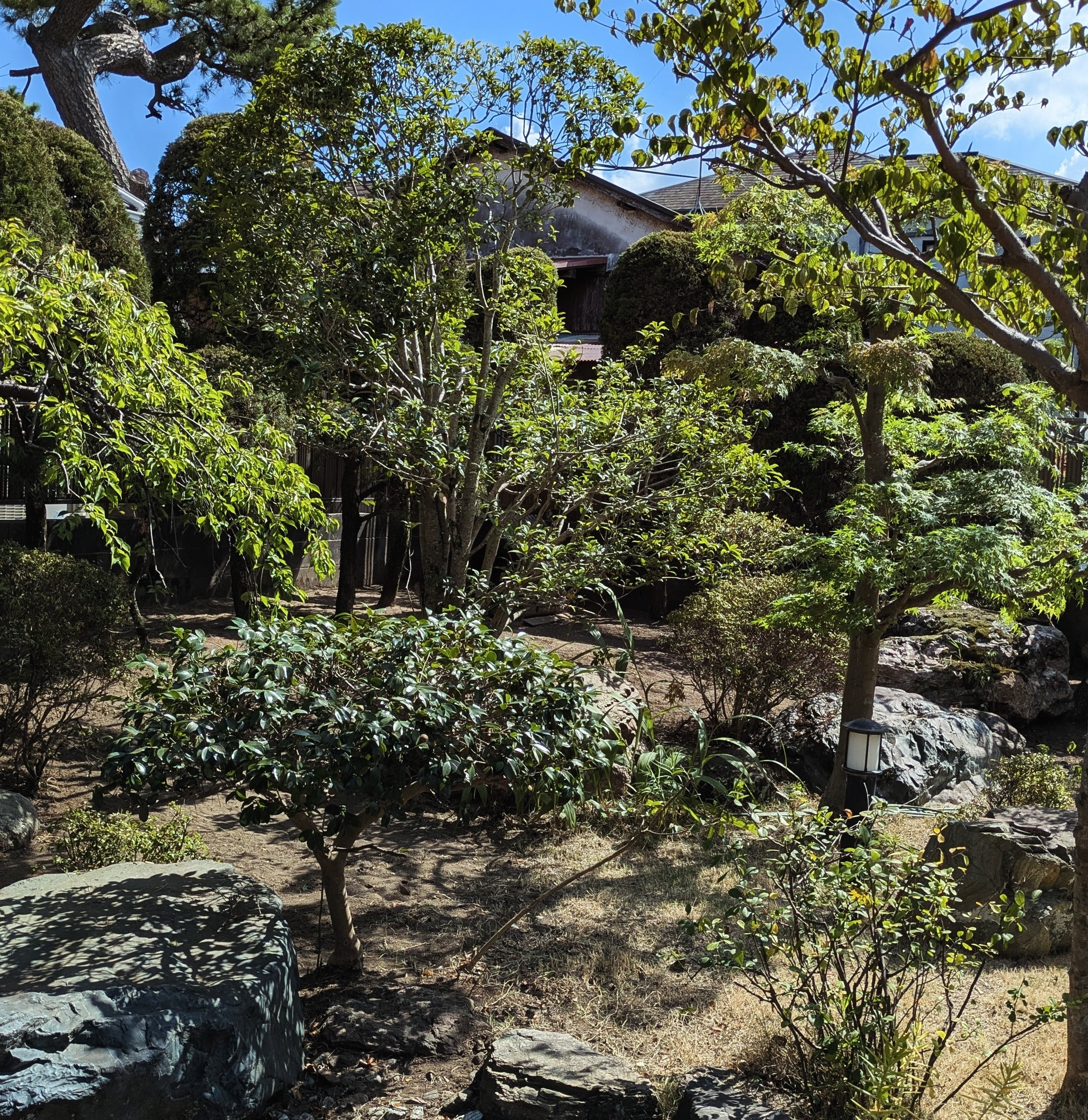 湘南の庭で行った剪定作業