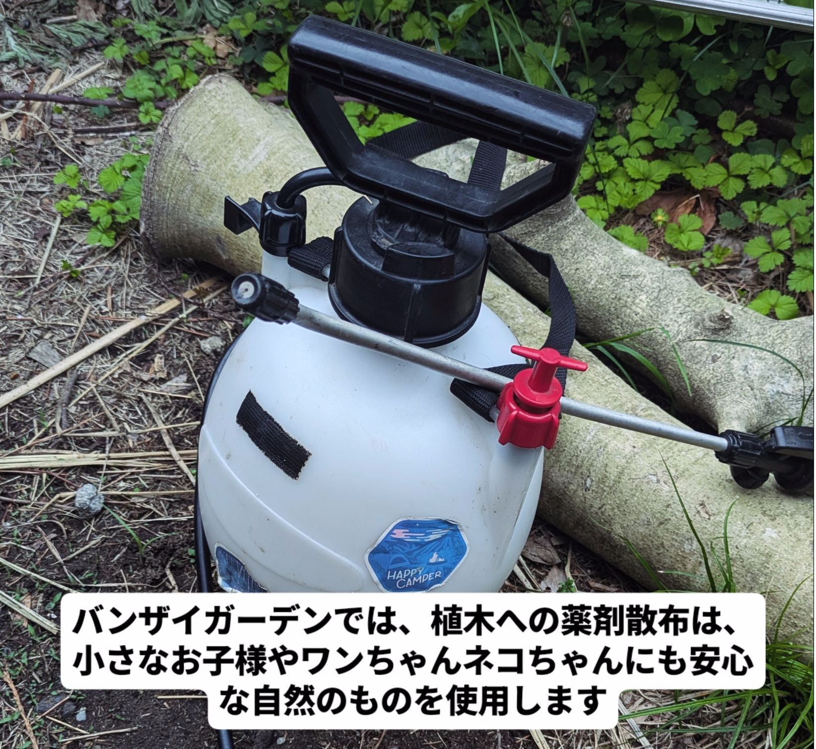 藤沢市の庭で行った庭木の薬剤散布
