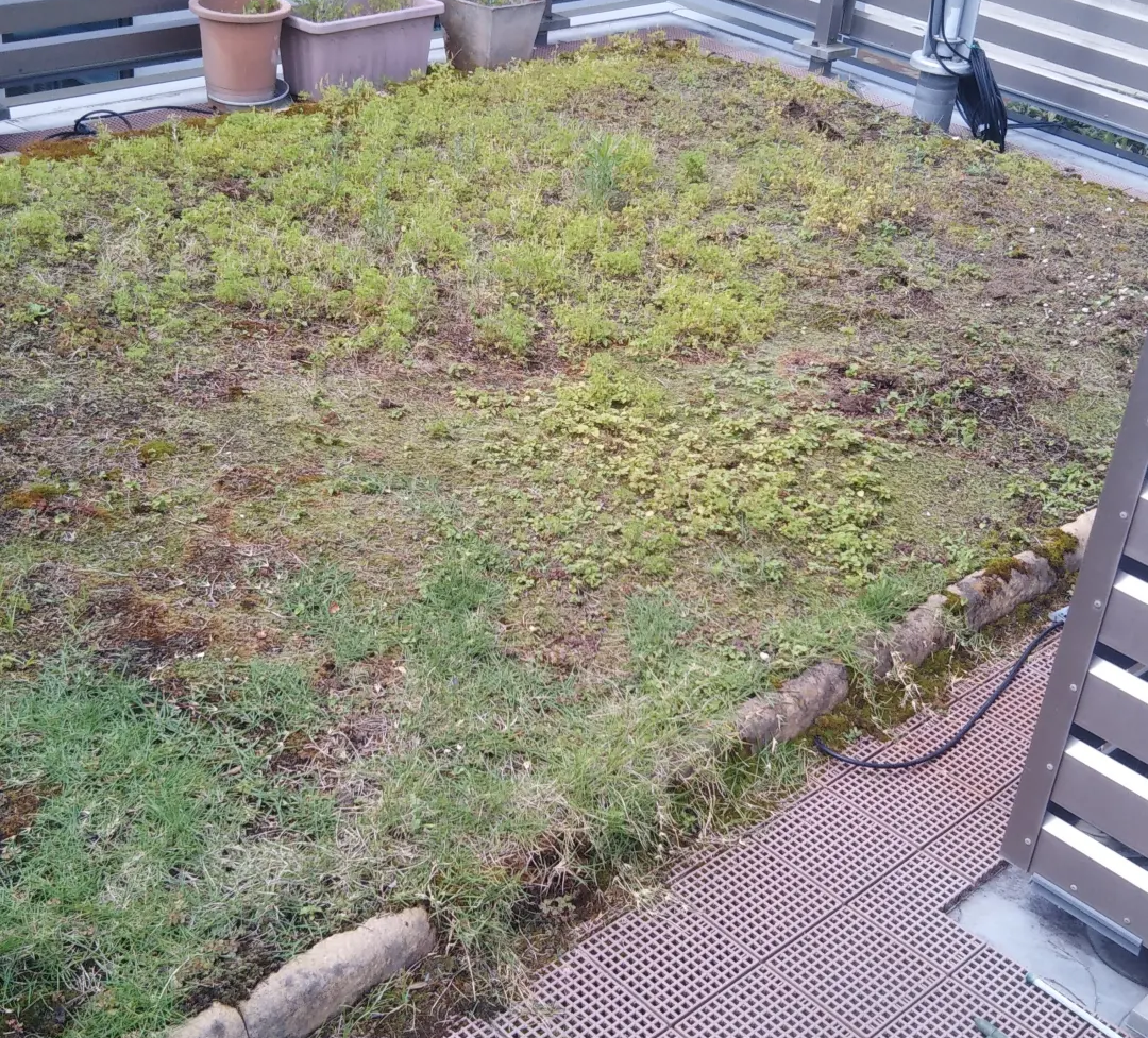 藤沢市の庭で行った芝張り