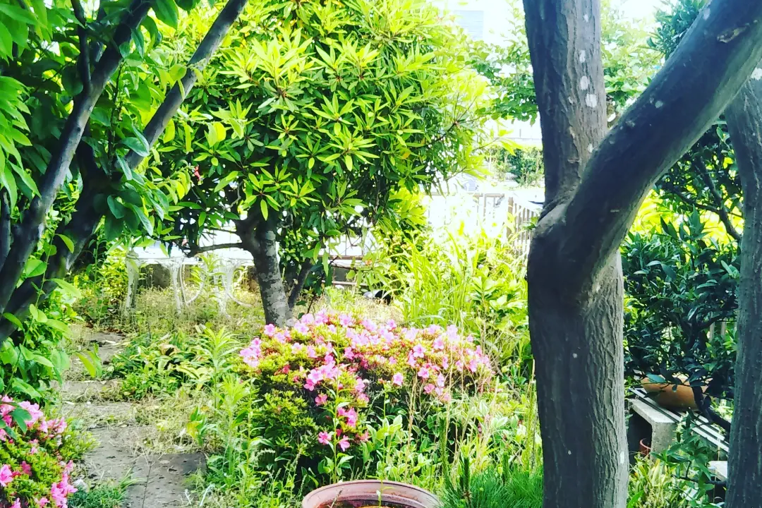 湘南の庭の庭木剪定前