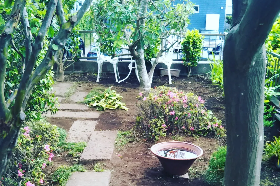 湘南の庭の庭木剪定後