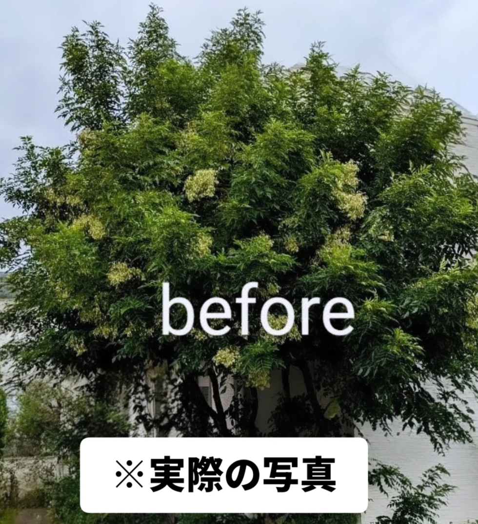 剪定前写真