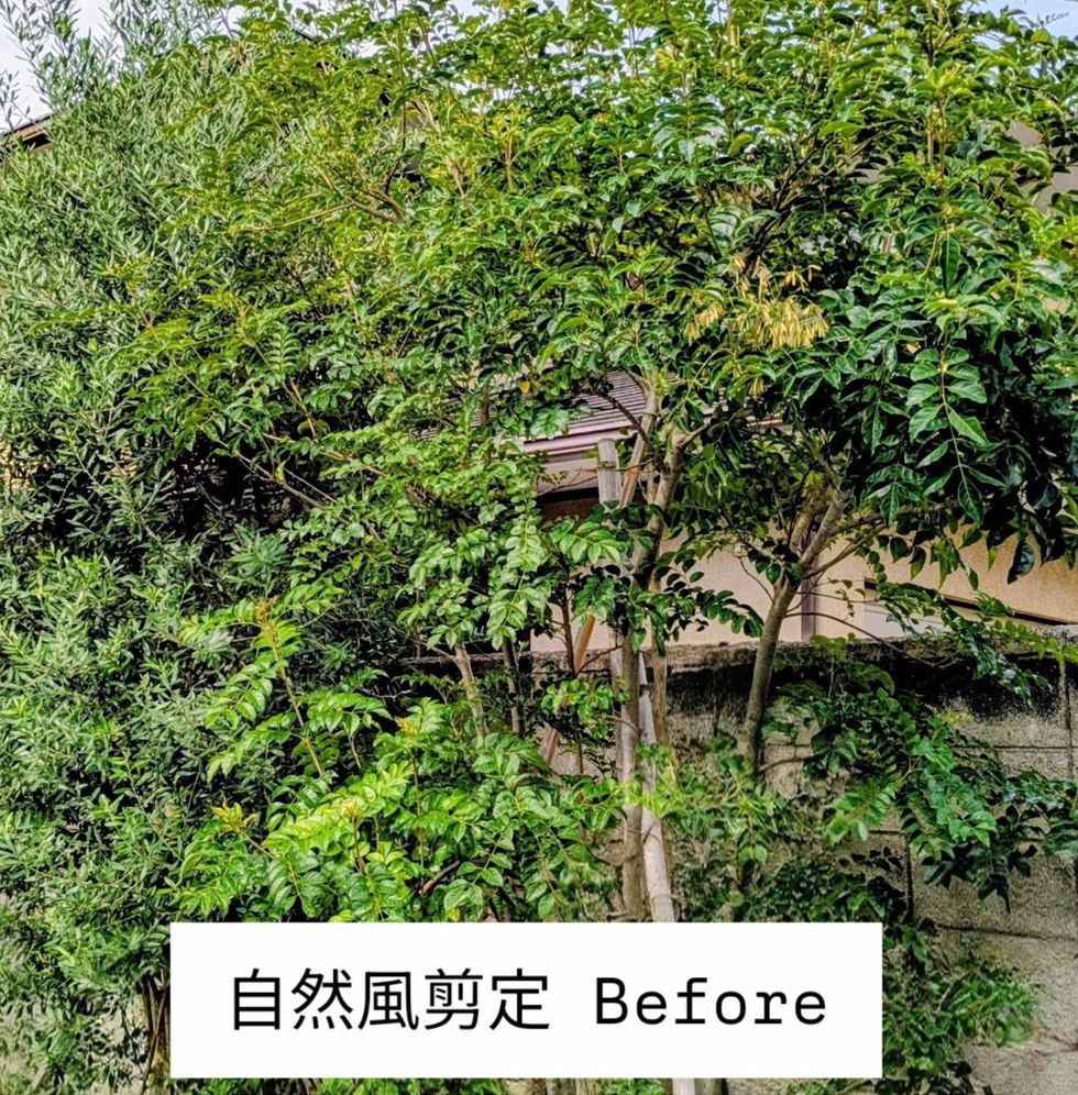 藤沢市辻堂元町 庭木剪定 バンザイガーデン施工例 施工前