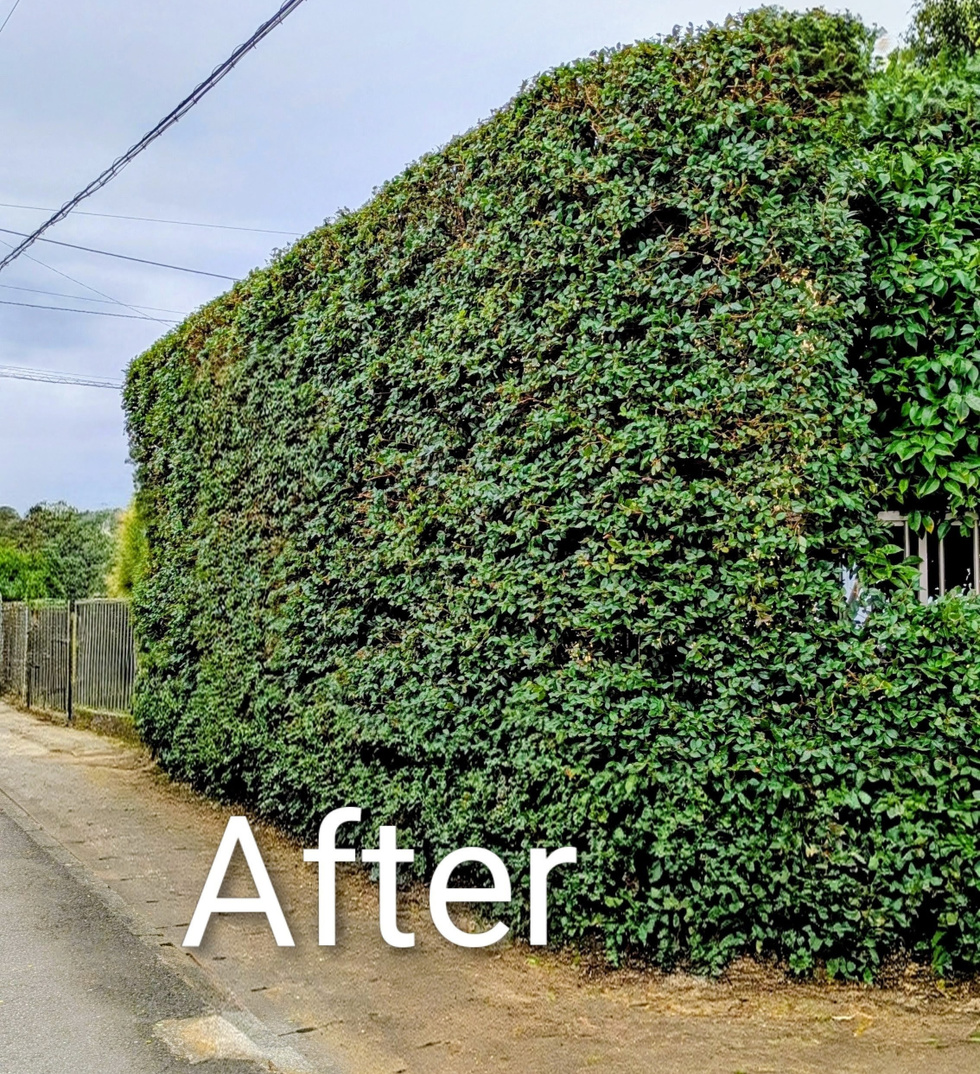  鎌倉市今泉台  生垣刈り込み作業 バンザイガーデン施工例 施工後